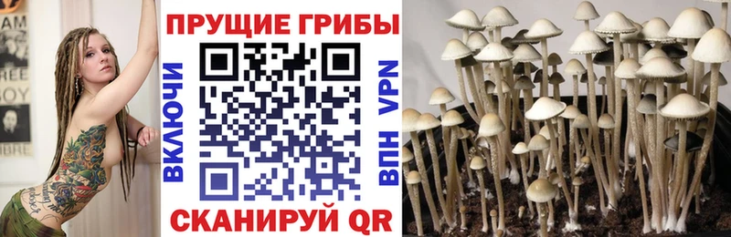 Псилоцибиновые грибы GOLDEN TEACHER Куртамыш